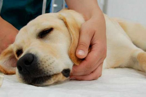 Czy istnieje rak z mojego psa - znaki